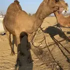 بعير فحل ساحلي