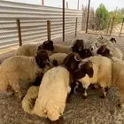 نعيم بلدي وسواكن مرابي 5 شهور