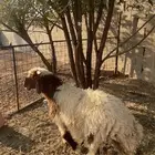 خروف نعيمي