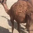 قعدان 2 للبيع فل شحم ونظيفه شرط