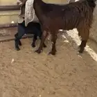 للبيع عنز جذعه متبع بتيس