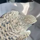 بواشق للبيع