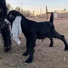 داغور عارضي صنف