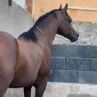 حصان فحل مربط مكس والبيع شعبي