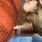 ارانب. الموقع البير بن هرماس