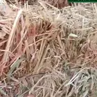 ذرة جيزانيه فاخرة