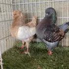 حمام كنق
