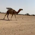 بكره لقحه