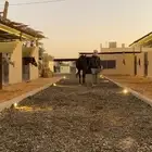 مربط خيل للإيجار باالكامل