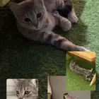 ضايع بالفيحاء