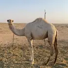 قعود مفرود