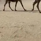 ام ثالث سلاله الوافي تحتها بكره