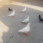 حمام أجواز