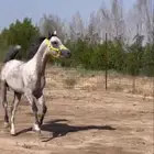 حصان شيخ