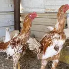 ديوك باكستاني