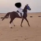 حصان شعبي سبق وطرب