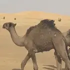 للبيع حاشي العمر 6 شهور