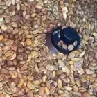 قهوه سعوديه