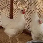 دجاج
