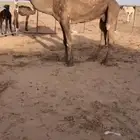 ناقة صفرا خفوت نصوف البيع عجل وسمح