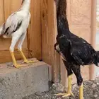 دجاج شامو ياباني