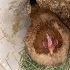 دجاج بلدي حضان وبراهما