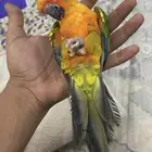 كنيور اليف هدد