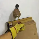 عرض لكم شبوط باشك ما شاء الله طير ينقز على أدس سليم البيع