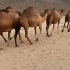 مراح ابل سواحل تم للبيع