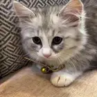 قطط للتبني ذكر
