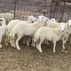 للبيع بهم تربيه