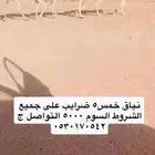 نياق