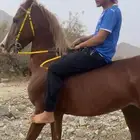 حصان شيخ