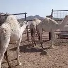 حشو بريه طيبه