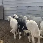 بهم حري