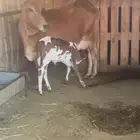 بقره بلديه من جازان