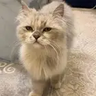 قطه ضايعه لقيتها