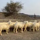طليان 20