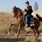 خيل حصان للبيع خطوه ملكيه