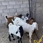 9 من الجمد وتيس