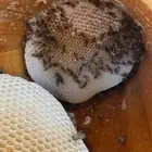 عسل سدر شمع أصلي ومضمون