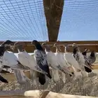 حمام باكستاني طبات لاكا وتيدي .