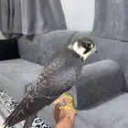 بكه فرخه للبيع تنقز على اليد