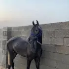 خيل مهر شعبي