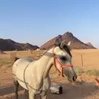 حصان شعبي