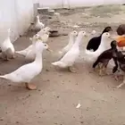 بط بكيني ابيض
