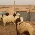للبيع بهم نعيم ذبايح تفريد