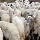 ((( تم البيع))) ضان للبيع