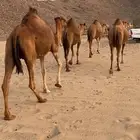أبل حمر سواحل القايح