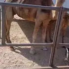 خالفه